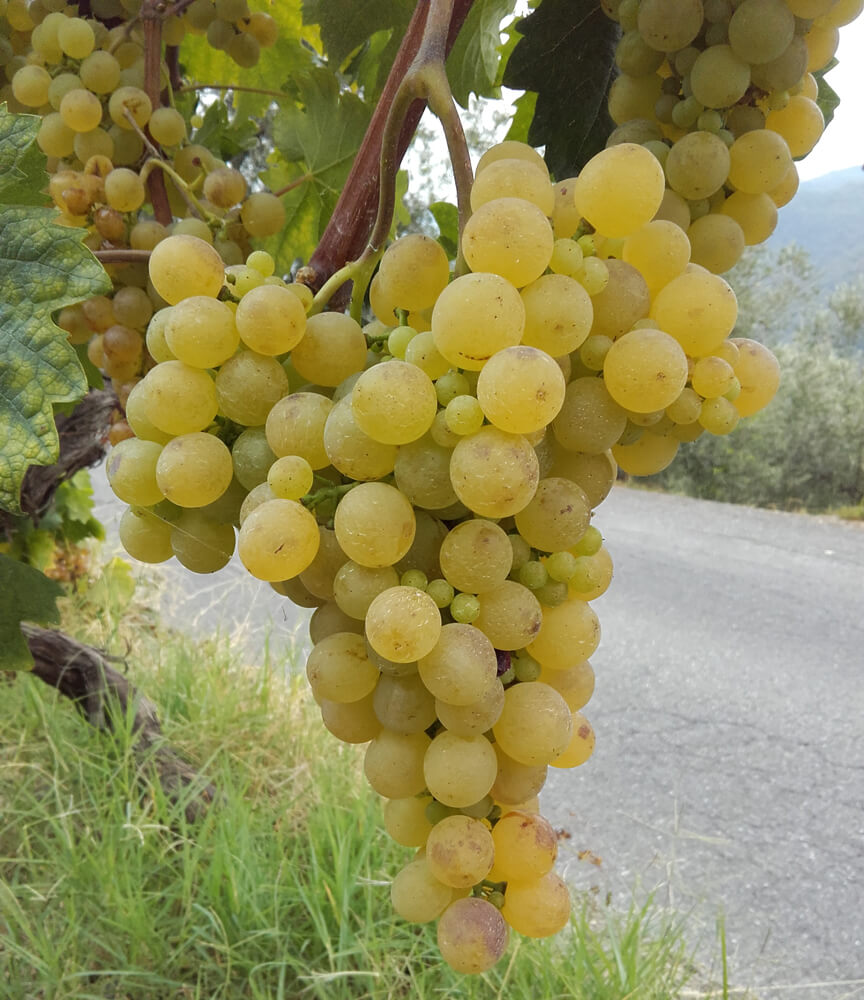 grappolo uva pigato doc
