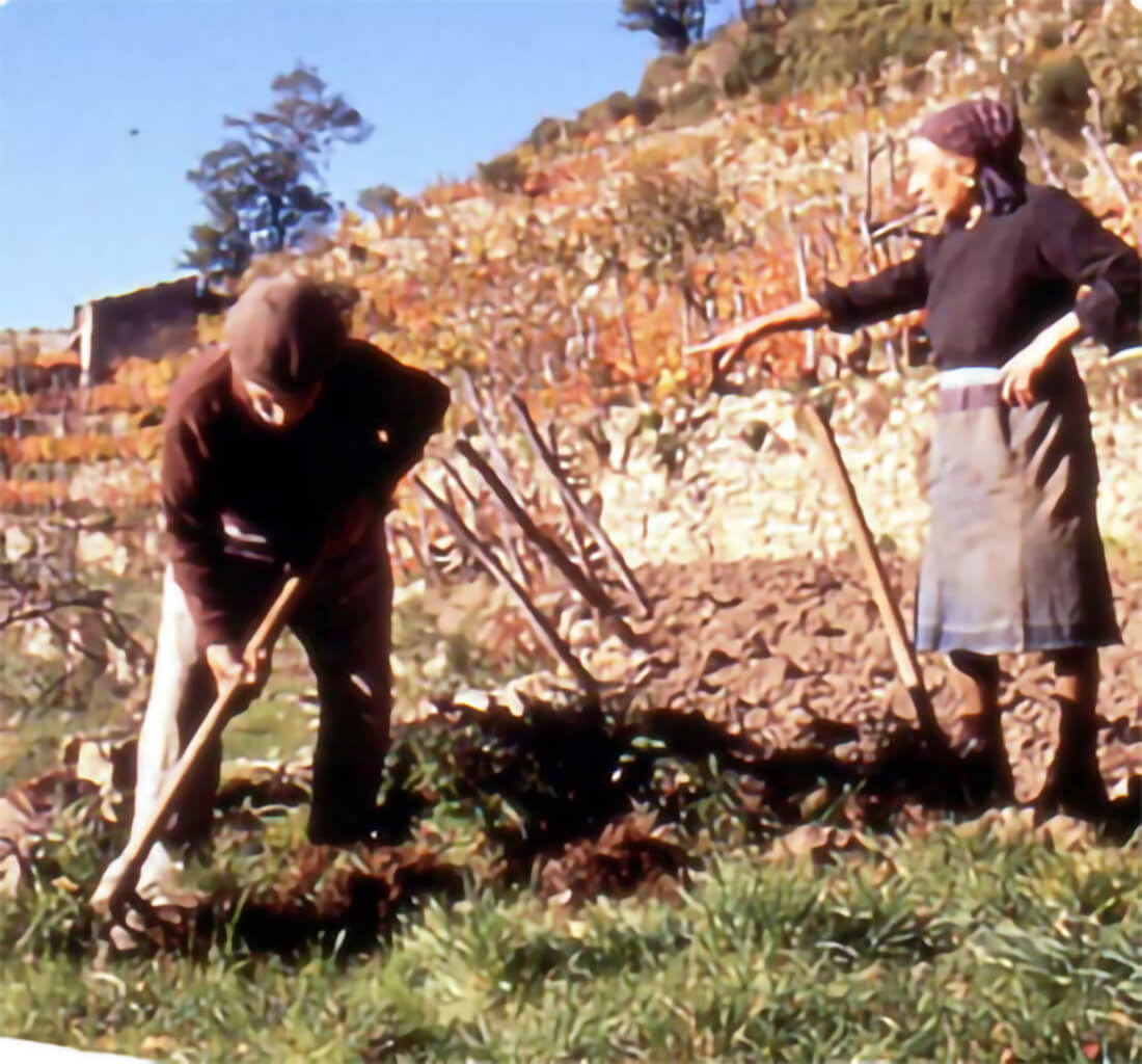 tradizione raccolta uva