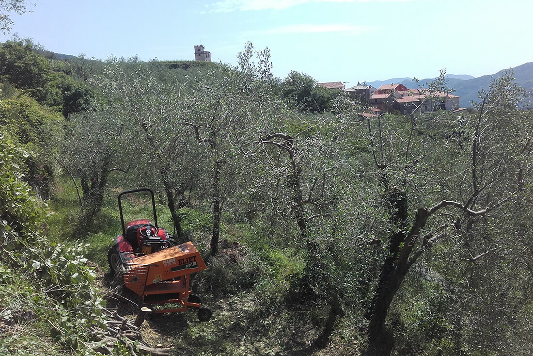 uliveto olive taggiasche