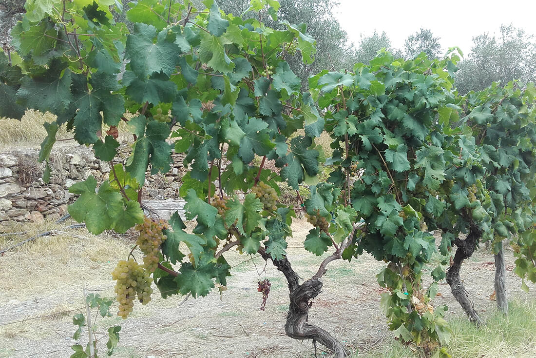 Pigato DOC vineyard